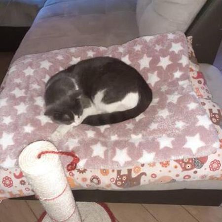 The Awesome House With The Bomber Cat Lejlighed Lugo  Eksteriør billede