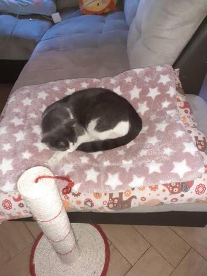 The Awesome House With The Bomber Cat Lejlighed Lugo  Eksteriør billede